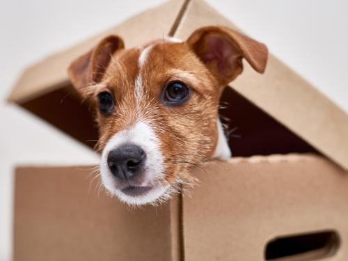 An image of a dog in a packing box